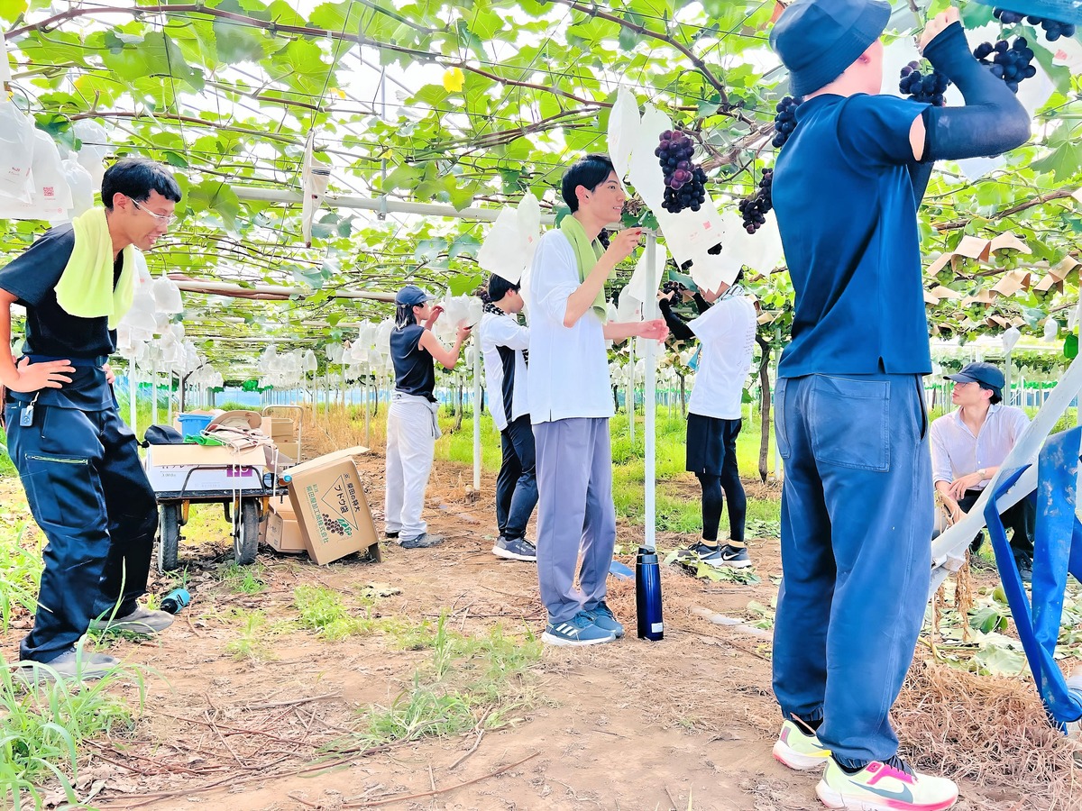 「果実管理授業」果実内気温50℃！頑張る学生さん